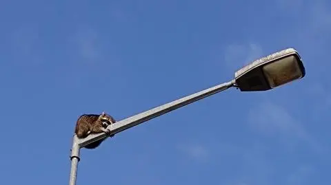 Szop na latarni