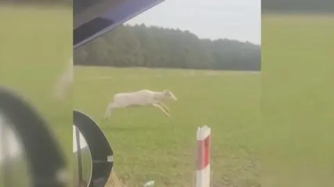 Przez pole pędził biały daniel. "Pierwszy raz takiego widziałem"