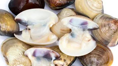 Małże jak firmy farmaceutyczne. Potrafią wytwarzać antybiotyk