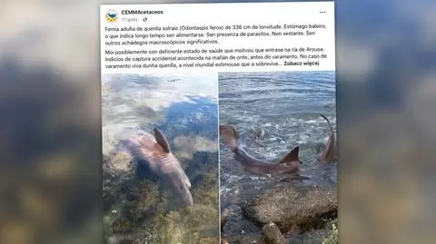 3,5-metrowy rekin w północno-zachodniej Hiszpanii. "Nigdy wcześniej" nie widziano tam tego gatunku