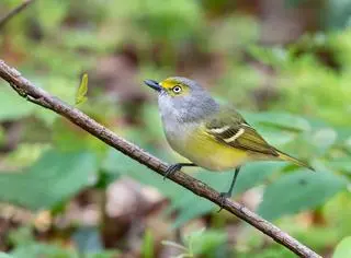 Wireonek białooki (Vireo griseus)
