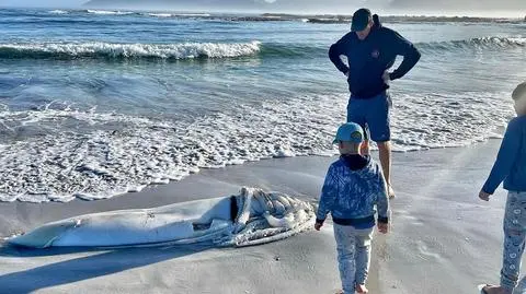 Ciało kałamarnicy olbrzymiej znalezione na plaży w Kommetjie 