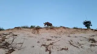 Łoś na plaży w Łazach