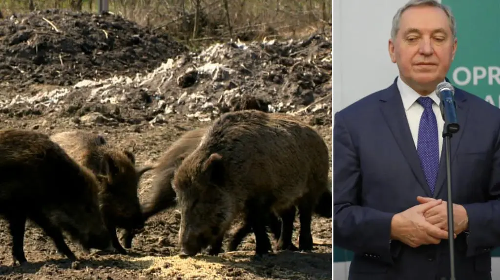 Masowy odstrzał dzików