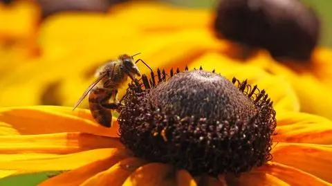 Piątek słoneczny, a na termometrach nawet 29 stopni