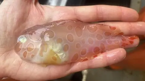 Takie ryby zamieszkują dno oceanu w okolicach Alaski