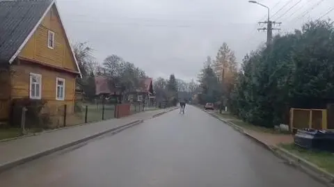"Przystanek Alaska po białowiesku" 