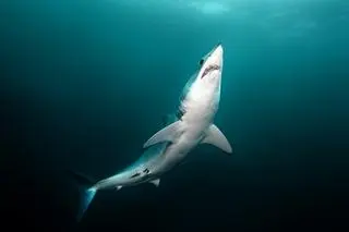 Ostronos (Isurus oxyrinchus) - zdj. ilustracyjne