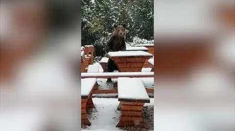 Niedźwiedź złożył wizytę w schronisku na Hali Gąsienicowej