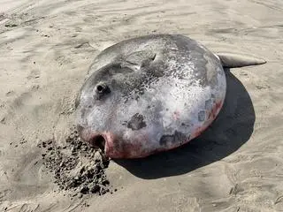 Samogłów na plaży w Oregonie