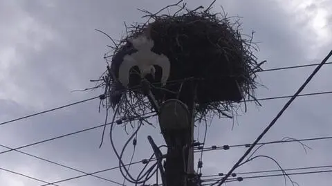 Bocian zawisł głową w dół na słupie energetycznym