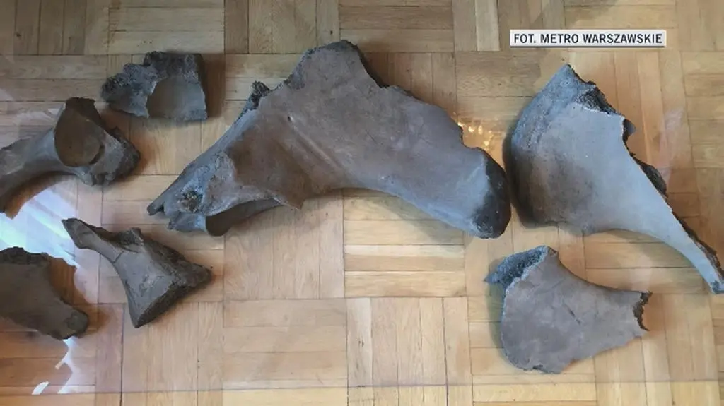 Szczątki słoniowatych w Muzeum Ziemi w Warszawie (wideo bez dźwięki)