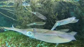 Kałamarnice z gatunku Sepioteuthis lessoniana sp.2