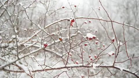 Pogoda na Trzech Króli. Przelotne opady śniegu, maksymalnie 4 stopnie