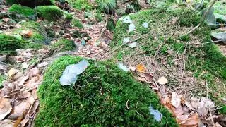 Niezłożony jeszcze skrzek, który wydaliły drapieżniki