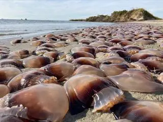 Meduzy na plaży w Karolinie Północnej