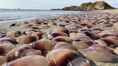 Tysiące meduz na amerykańskiej plaży. Co je tam przywiodło?