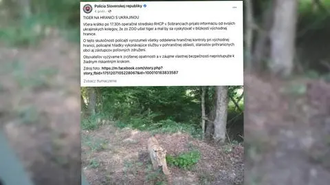 "W sąsiedztwie gminy znajduje się tygrys, który uciekł z zoo na Ukrainie"