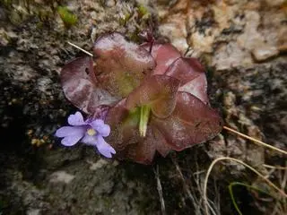 Pinguicula ombrophila 
