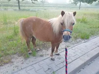 Po ulicy w Szczecinie biegał kucyk