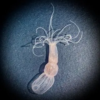 Nematostella vectensis