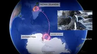 Trasa, którą pokonał pingwin