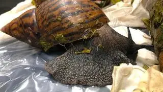 Jeden ze znalezionych ślimaków