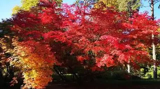 Arboretum SGGW w Rogowie