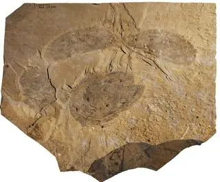 Titanokorys gainesi, holotypowa skamielina