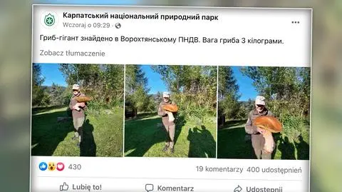 Borowik gigant z karpackich lasów. Jego waga liczona jest w kilogramach