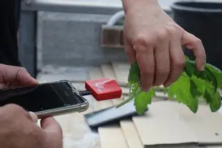 Rośliny emitują dźwięki