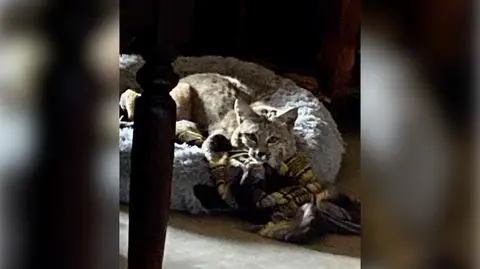 Ryś leżał w legowisku dla psa 