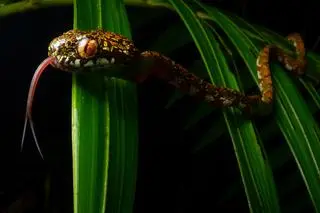 Sibon irmelindicaprioae