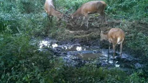 Potyczka dwóch jeleni. "Nagranie jest wyjątkowe" nie tylko dlatego
