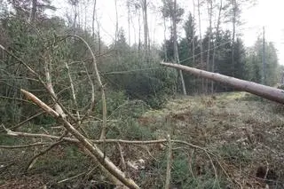 Zniszczenia w nadleśnictwie Świdwin