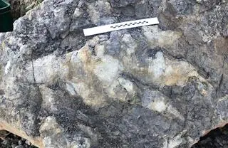 Odcisk łapy dinozaura z Yorkshire