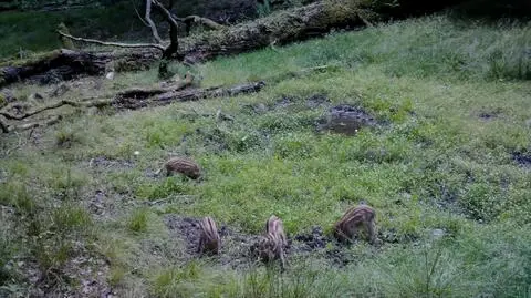 Zapasy warchlaków na nagraniu. Niczego bardziej uroczego dziś nie zobaczycie