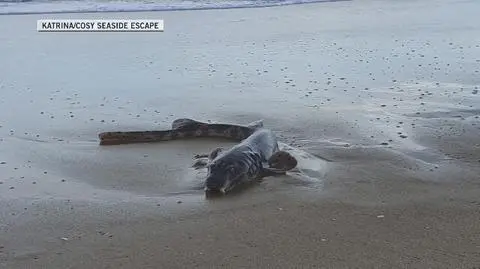 Woda wyrzuciła na plażę przerażającą rybę