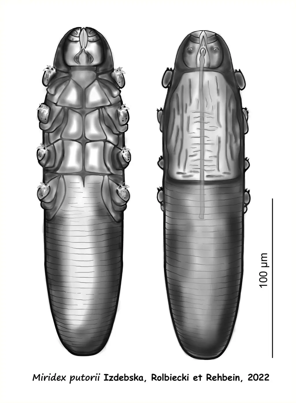 Samiec Miridex putorii 