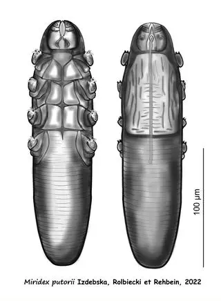 Samiec Miridex putorii 