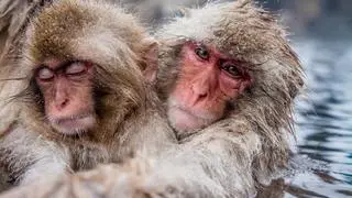 Makaki (Macaca)