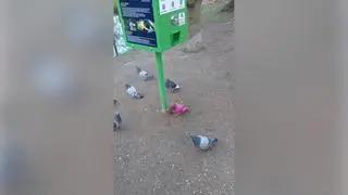 Różowy gołąb w Parku Miejskim w Kaliszu
