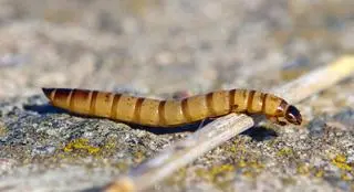 Larwa drewnojada (Zophobas morio)