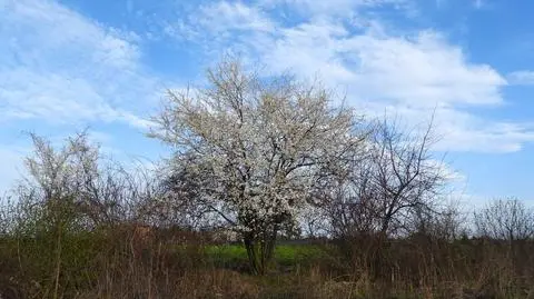 Słonecznie