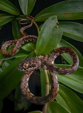 Sibon irmelindicaprioae