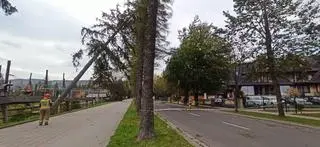 Powalone drzewo na ul. Piłsudskiego