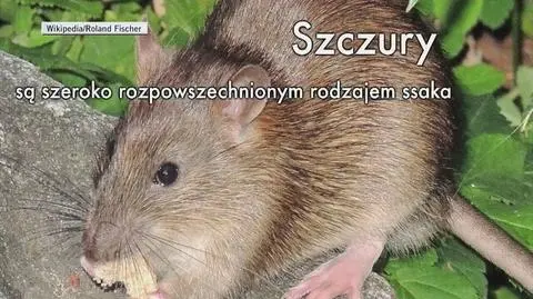 Szczury występują na każdym kontynencie z wyjątkiem Antarktydy