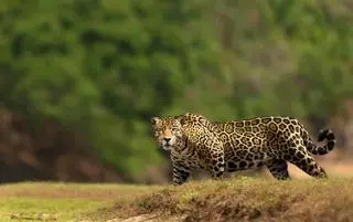 Jaguar