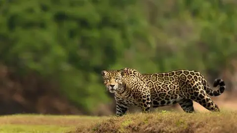 Spłonęło kilka milionów hektarów, ucierpiała połowa populacji kluczowego siedliska jaguarów