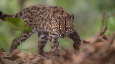 Leopardus tilcayo, nowo opisany gatunek dzikiego kota